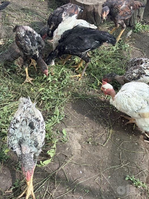 Дакон хуроз ва макион лар сотилади