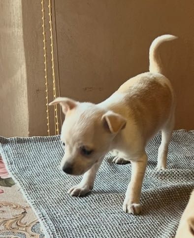 Мъжки мини пинчер