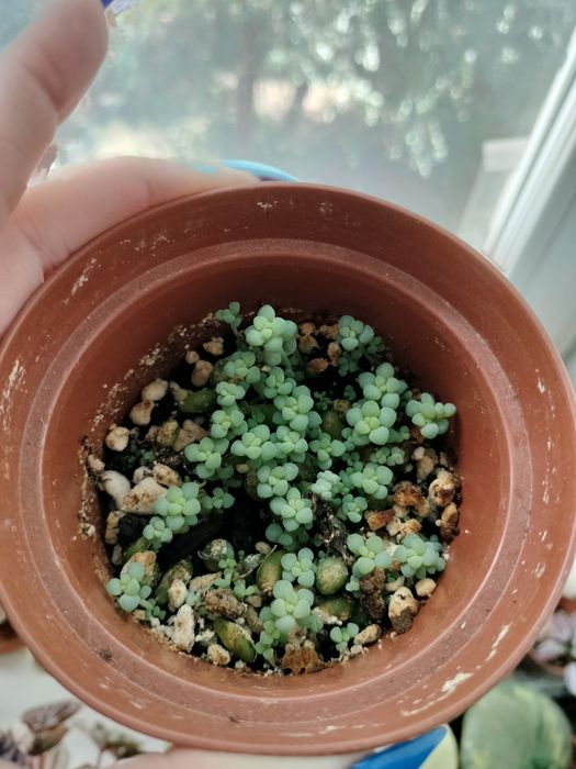 Продам седум Буритто