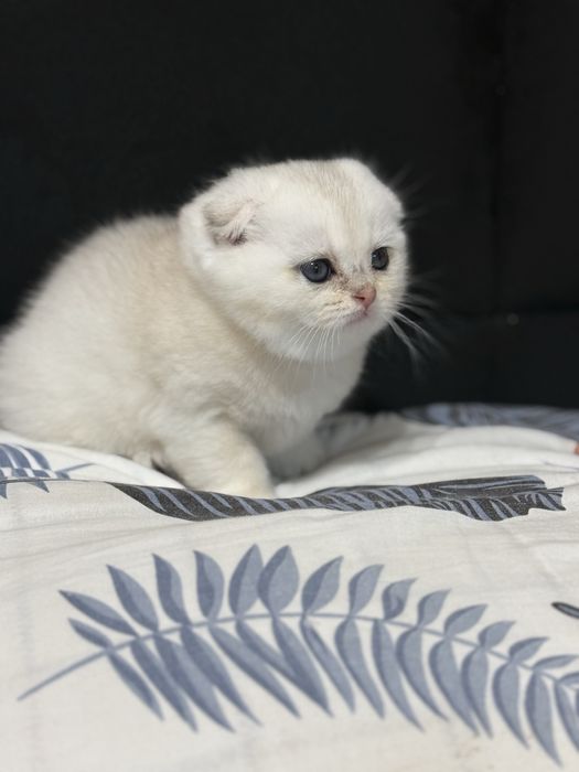 Продаётся котёнок серебрянная шиншилла!