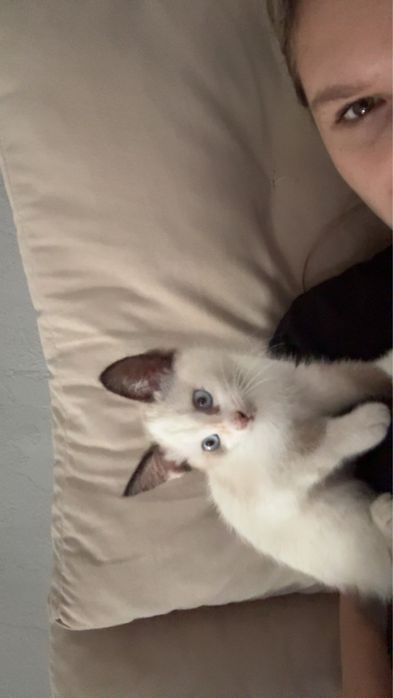 Котенок милый бесплатно