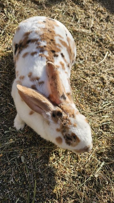 Vând femelă  rex tricolor