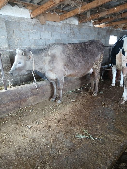 Продамсссссссссссс