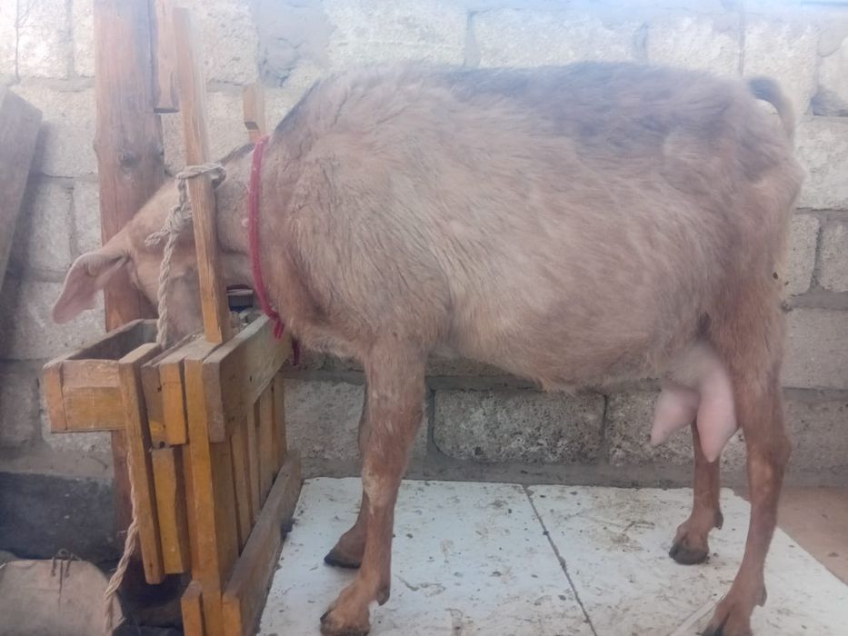 Доильный станок для коз