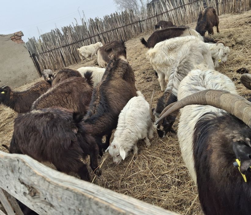 Ешкілер сатылады