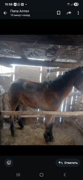 Продам недорого  лошадь.