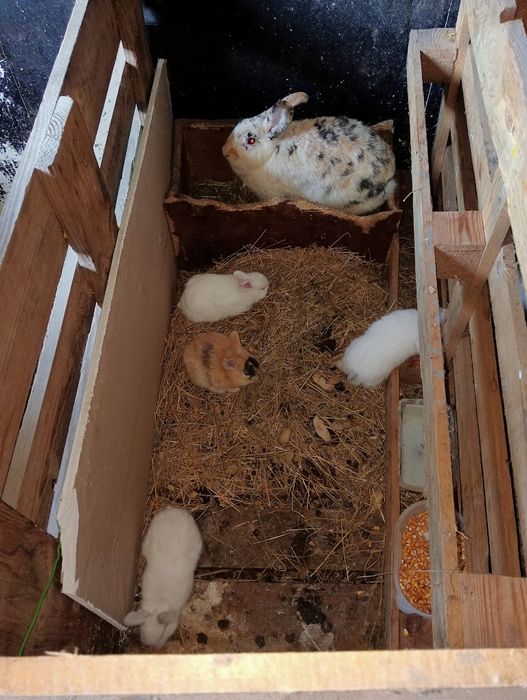 Vănd iepuri toate mărimile