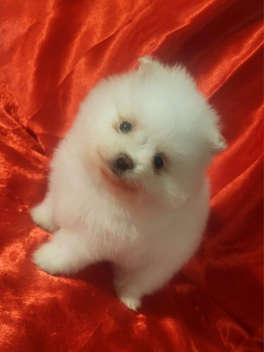 Щенки - Немецкий Шпиц