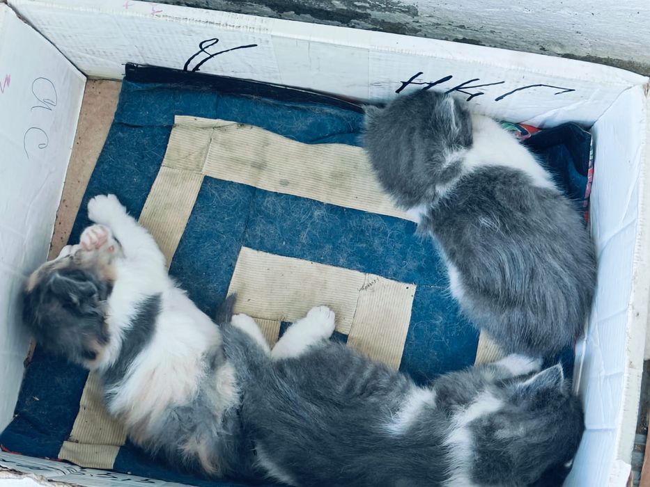 Котята в добрые руки
