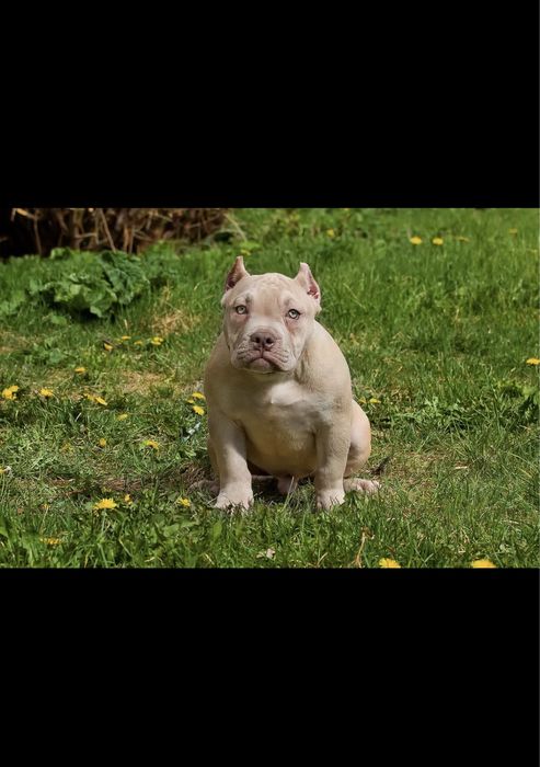 Американский Булли, щенки