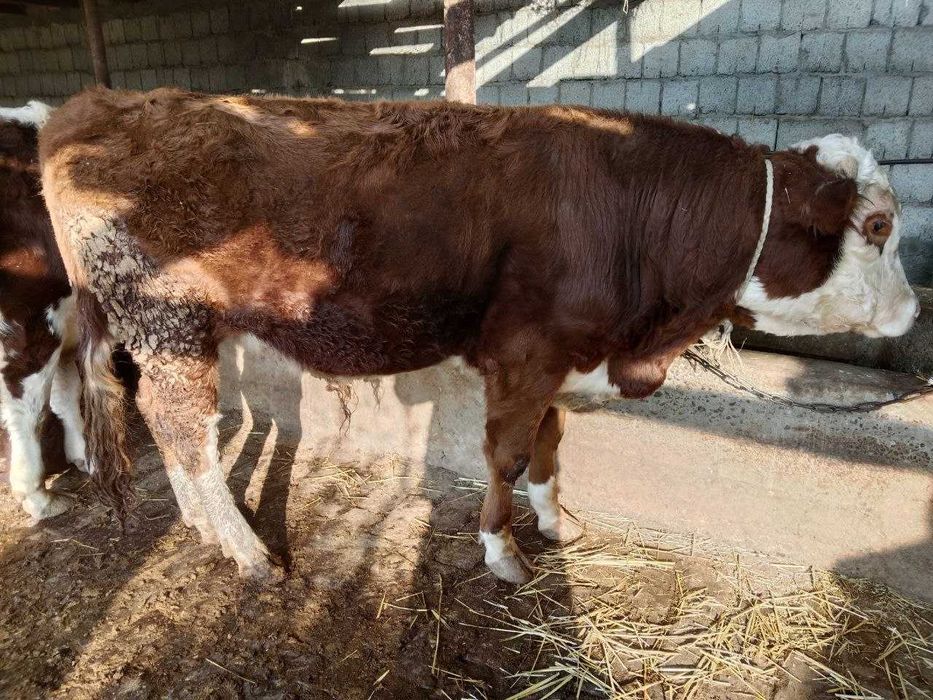 simmentallarni hamasi sotiladi