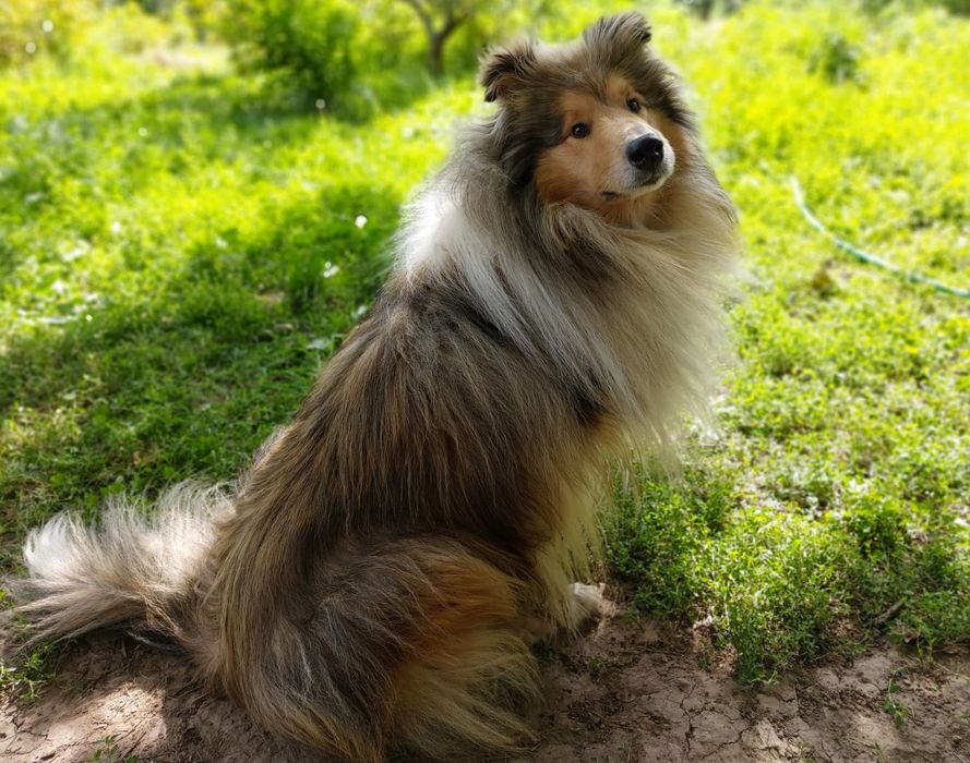 Колли ищет невесту. Колли. Вязка