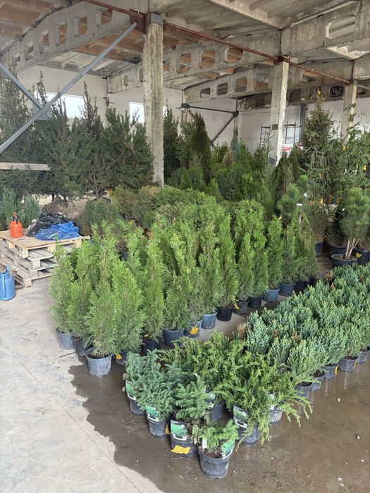 Туя смарагд пиррамидальная