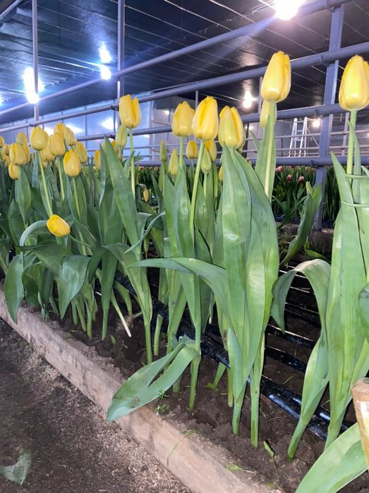 Тюльпаны оптом Алматы  Свежие к 8 Марта