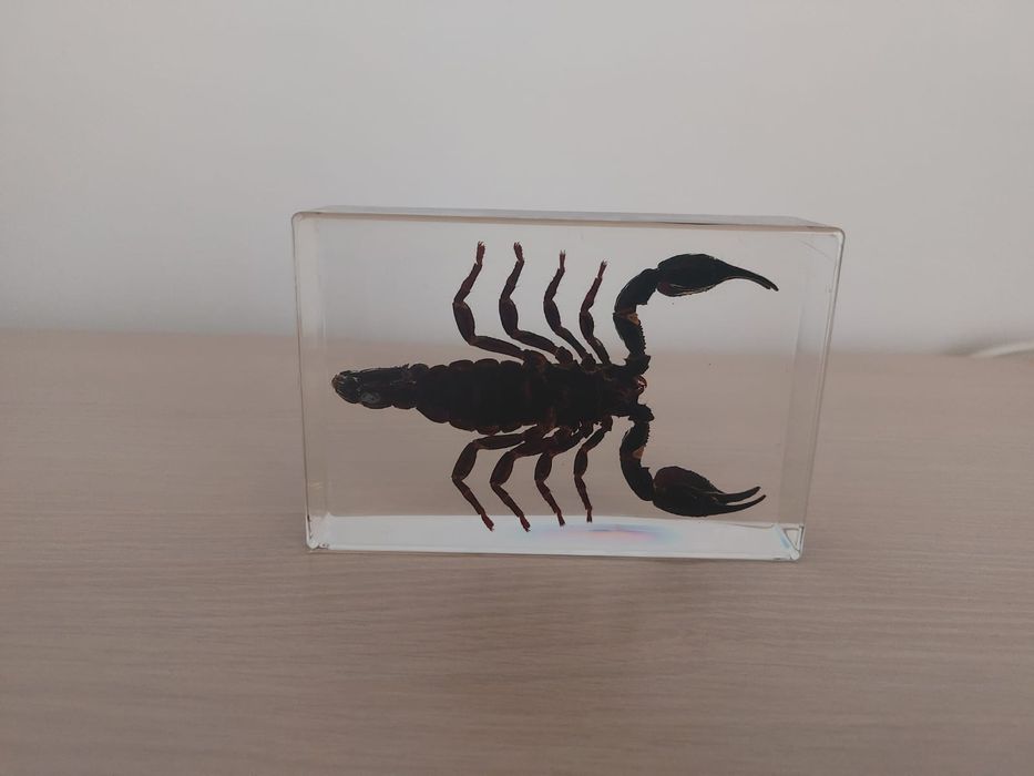 Scorpion real in rasina