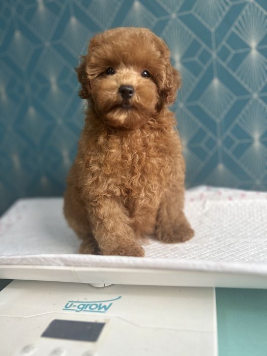Poodle Toy  ,Caniche rasa pura,Pedigree FCi