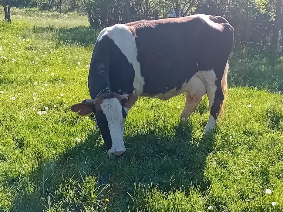 Vând  vaca de 8 ani blândă, da 18 -20 litri  pe zi