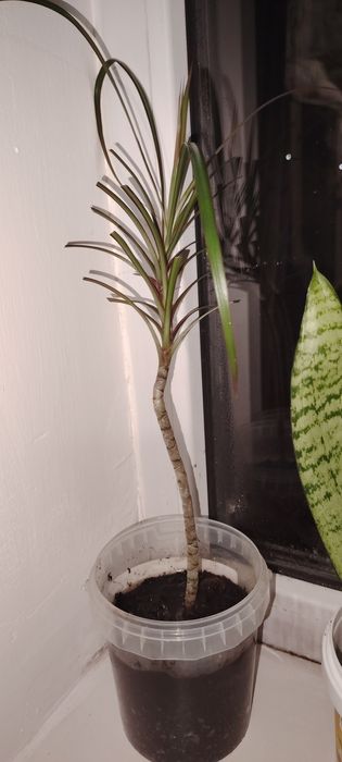 Гүл дарцаена сатылады