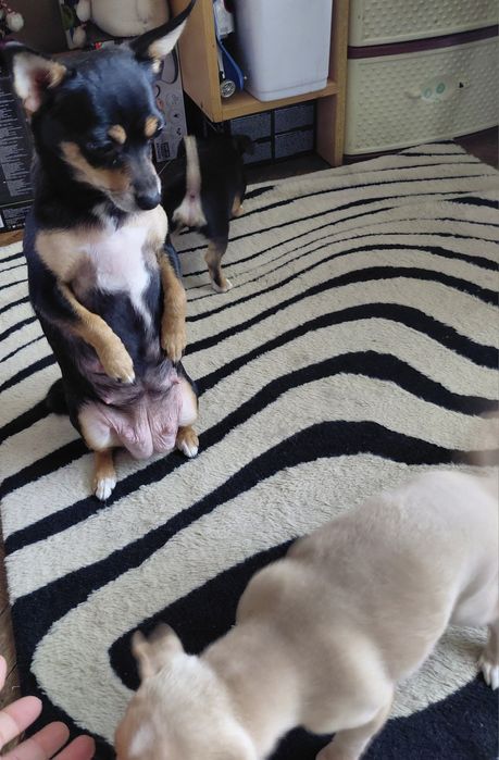 Чихопинчерчета търсят своя дом