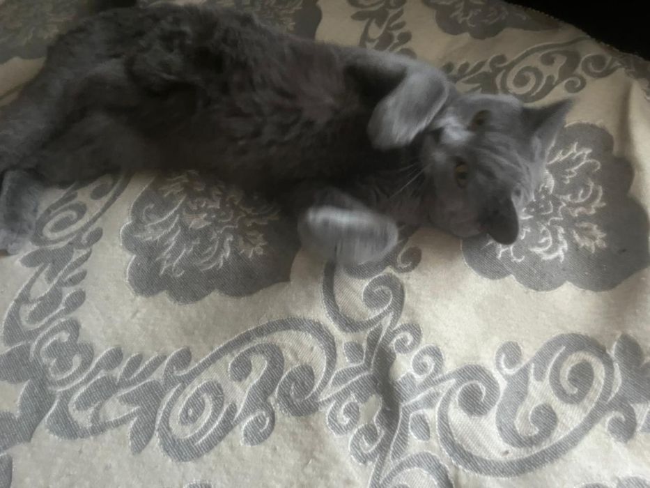 Отдам двух котов