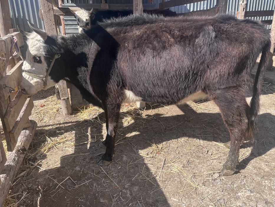 Еки туган кысыр сиыр