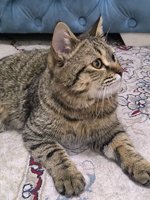 Британский кот страйт