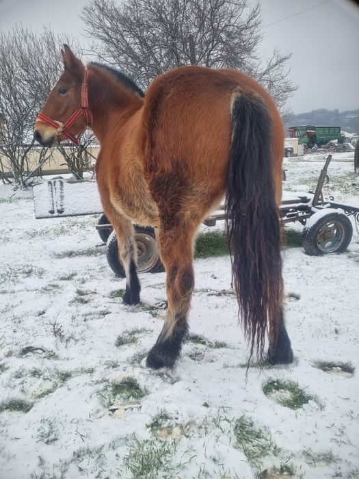Vând două mânze, de un an jumate