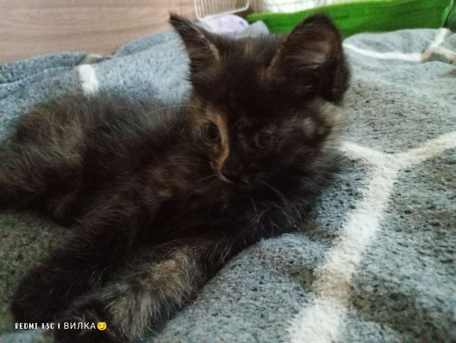 Котята в добрые и любящие руки  руки