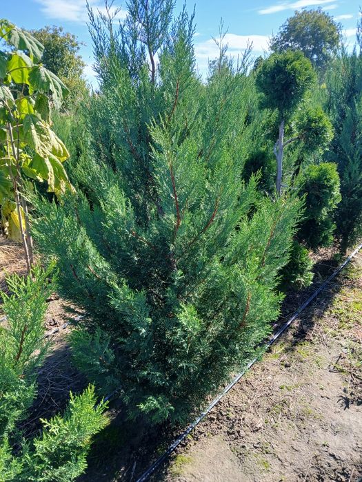 VÂND tuia leylandi 2001