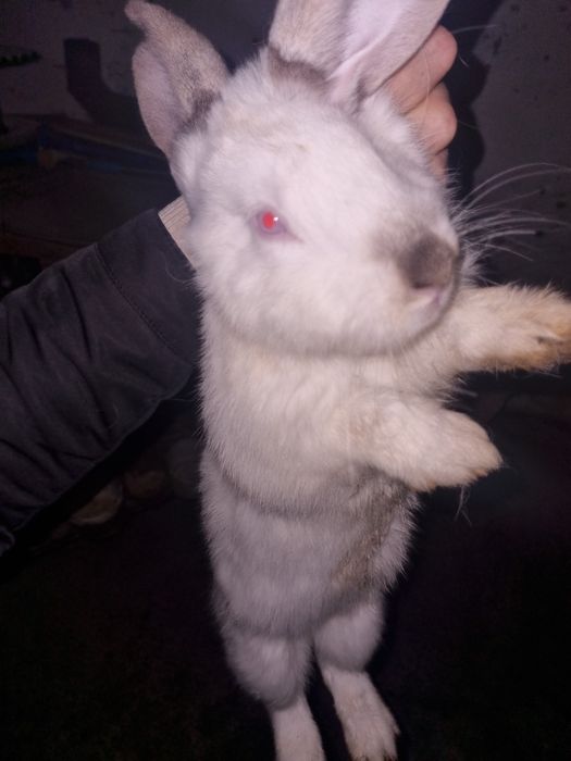 Кролики калефорня