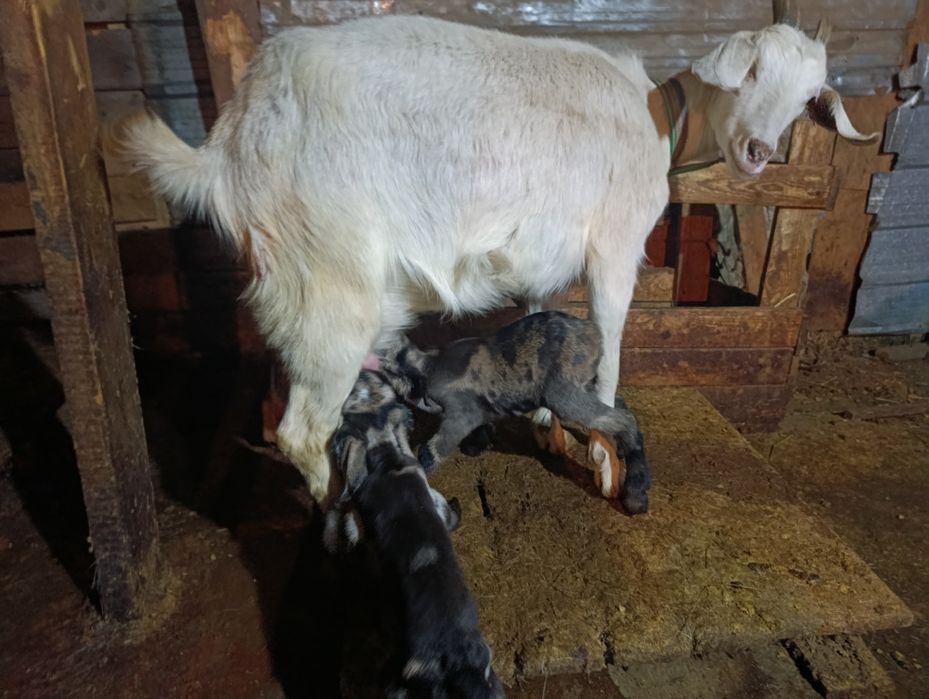 Сүтті ешкілер сатылад