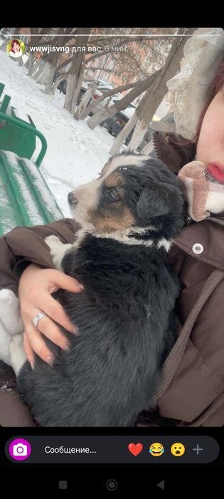 Отдам щенка девочку