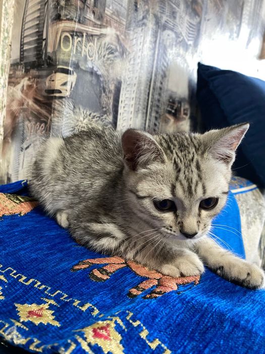 Прадаеться катенок срочно