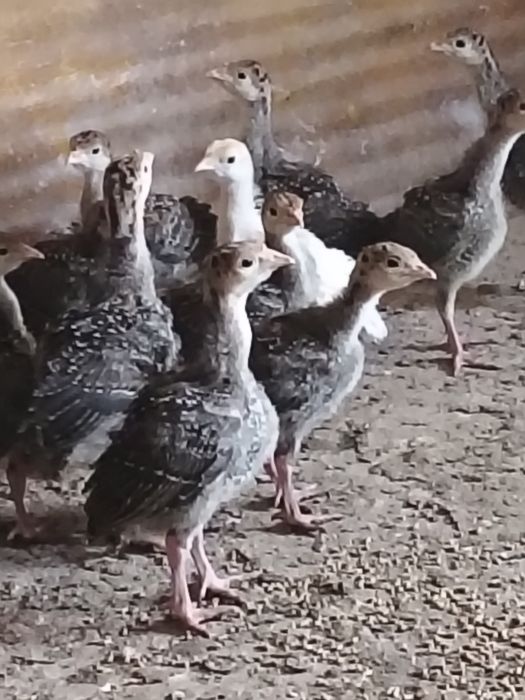 Индюк бронза 708