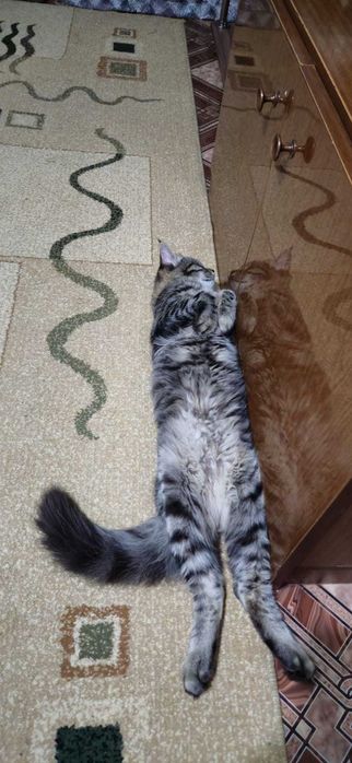 Котик Сириус 6 месяцев
