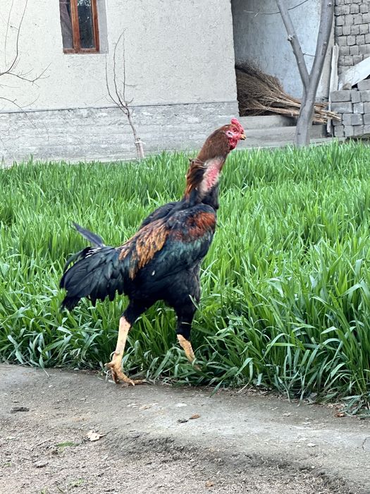 Xuroz sotiladi uyiniga javob