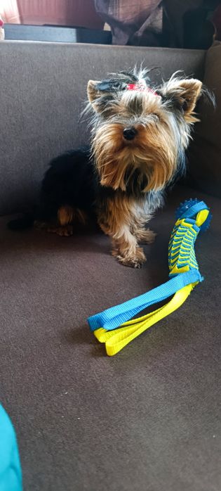 Мини Йоркширски териер