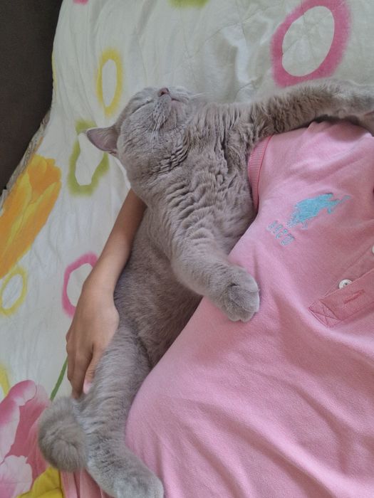 Ласковый кот Британец