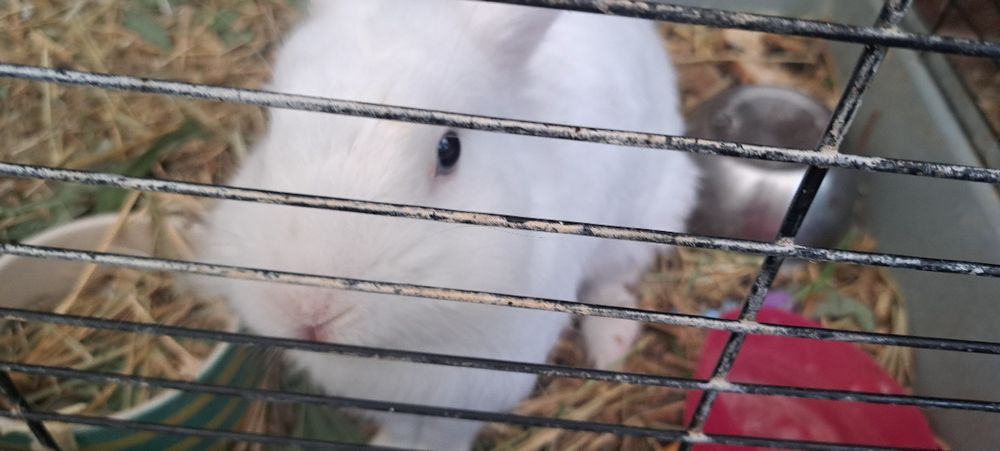 Iepuri de vanzare mici