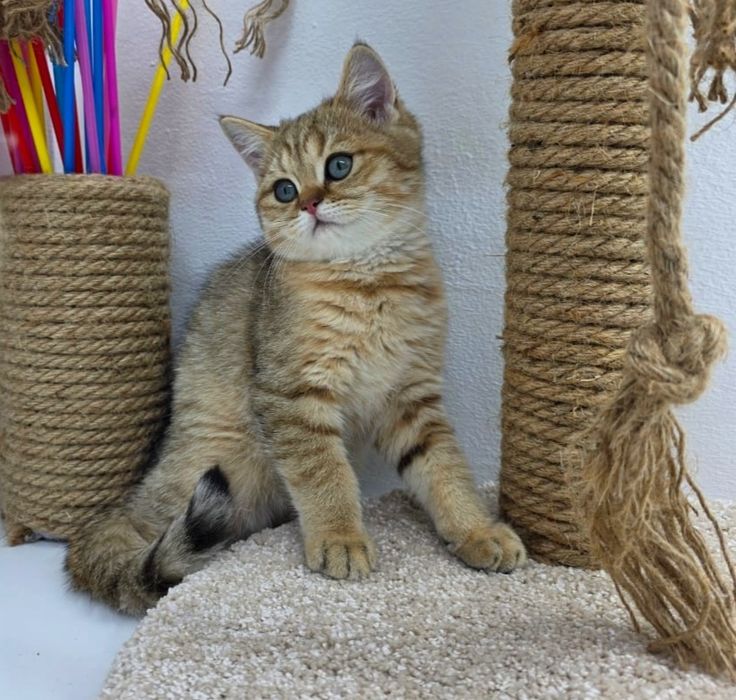 Котик и кошечка британские