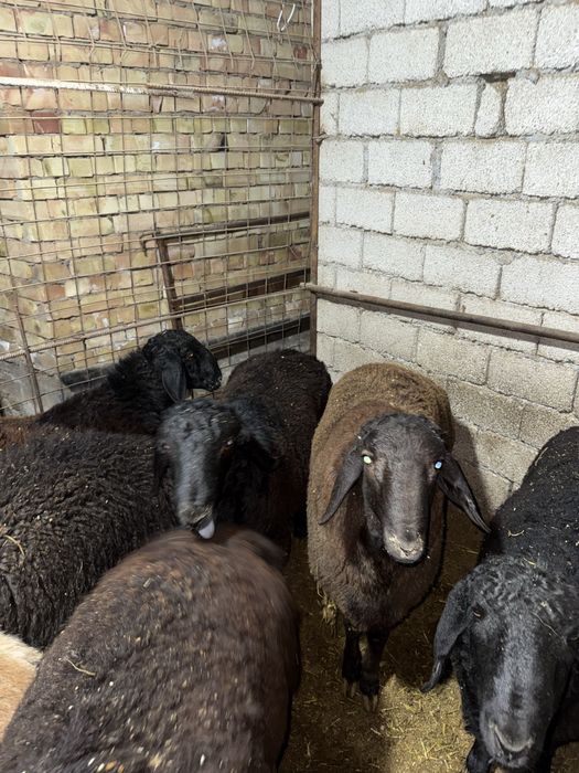 Qoʻchqorlar qoyla 135000 mindan kilosi