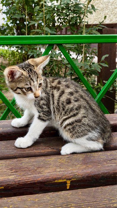 Котята ищут дом (=^･ω･^=)