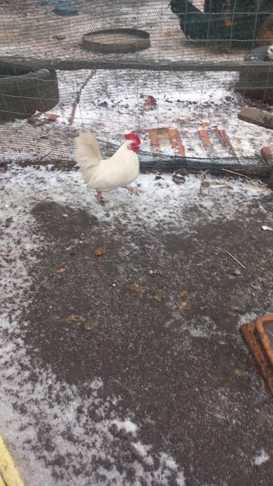 Cocosi pitici  deparazitati si vaccinati