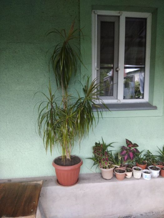 комнатные растения