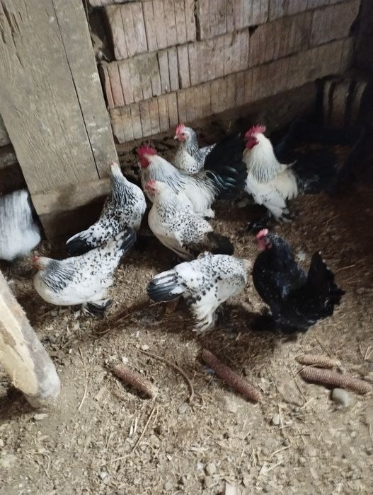 Vând ouă gainușe liliputi mii de flori