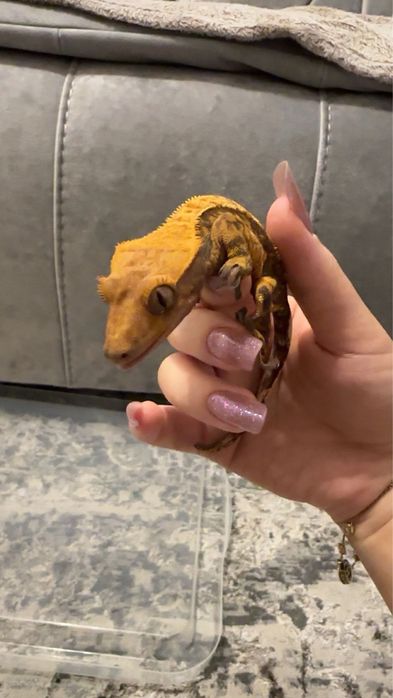 Gecko crestat/crested gecko juvenil