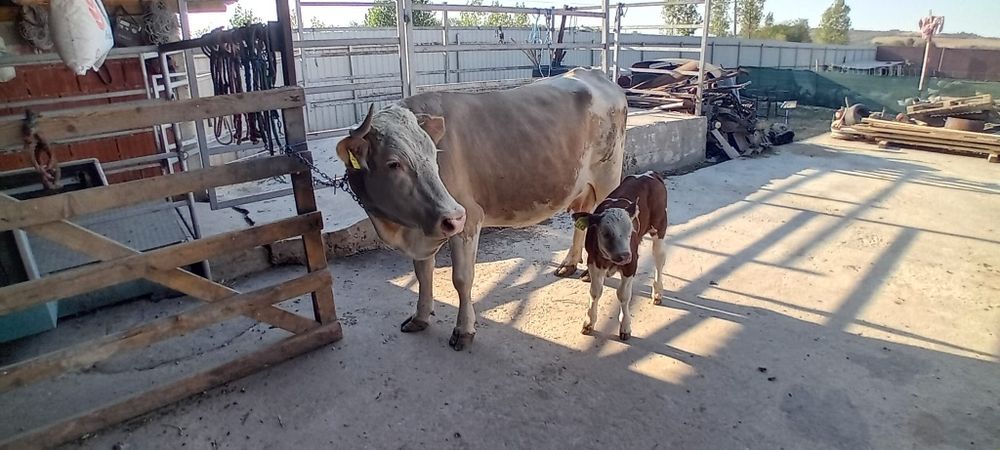 Vând vacă cu vițel