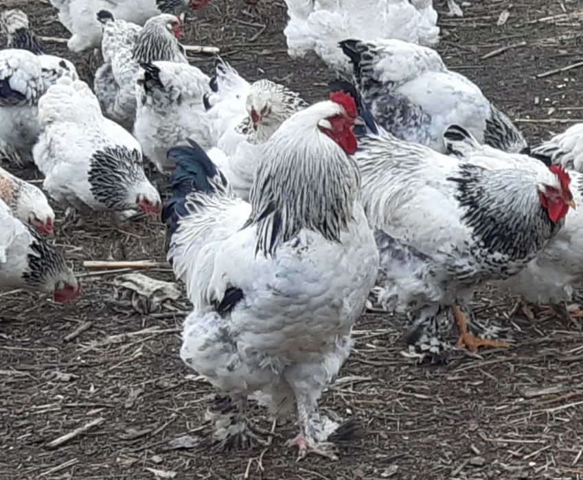 Vând ouă brahma herminat deschis.