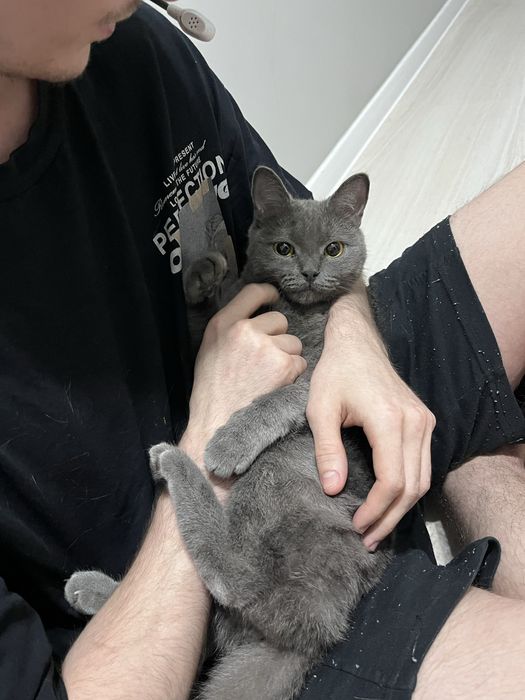 Кошка в добрые руки!