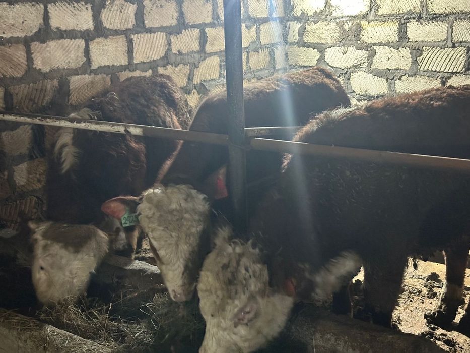 Бука сатылады аткорм